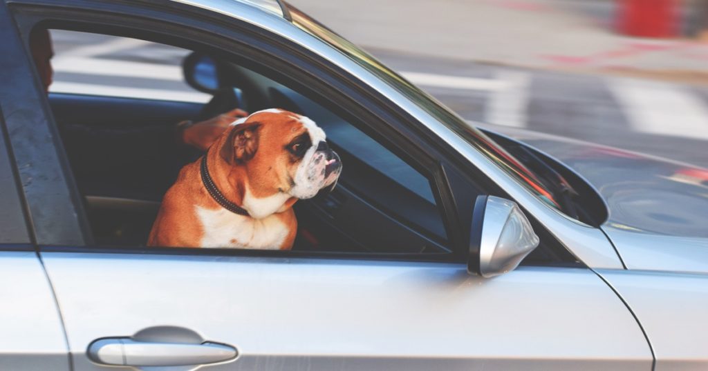 A dog riding in the passenger seat.